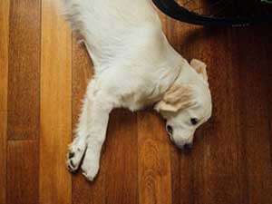 Large dog sleeping on nice new laminate floor
